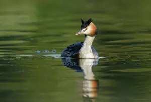 Podiceps: Great Crested Grebe