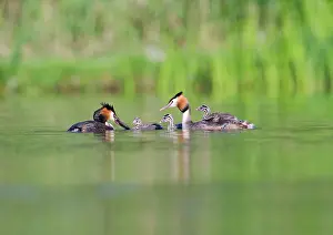 Podiceps: Great Crested Grebe