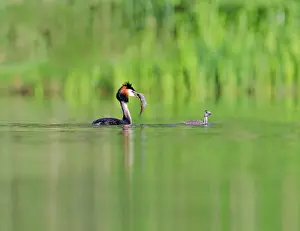 Podiceps: Great Crested Grebe