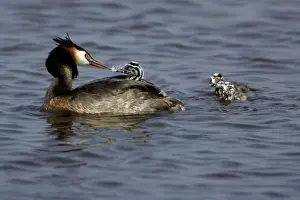 Digestion: Great Crested Grebe - Adult feeding chick with