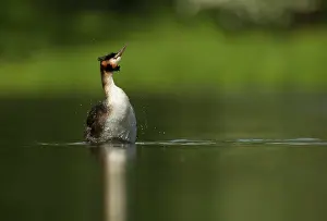 Raised: Great Crested Grebe - adult raised out of water