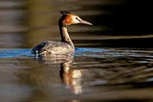 Shropshire: Great Crested Grebe adult spring