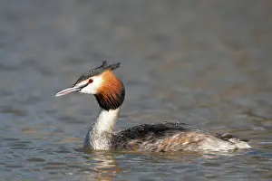 Shropshire: Great Crested Grebe adult spring