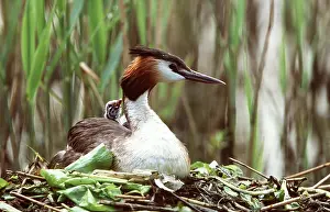 Piggyback: GREAT CRESTED GREBE - adult & young in nest