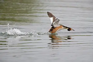 Aggressively: Great Crested Grebe - aggressively running over
