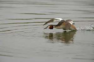 Aggressively: Great Crested Grebe - aggressively running over