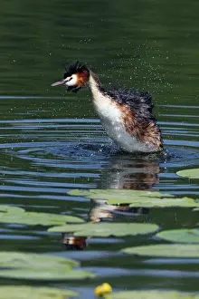 Ruffling: Great Crested Grebe - bird bathing and ruffling feathers