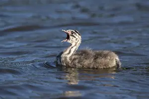 Speaking: Great Crested Grebe - Chick - Norfolk - UK