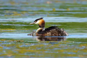 Float: A great crested grebe with chicks on its back swimming in green water