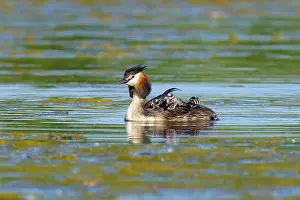 Float: A great crested grebe with chicks swims calmly in the water