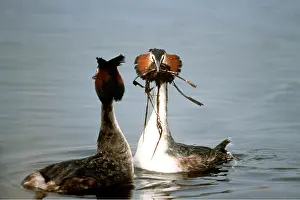 Grebes: GREAT CRESTED GREBE - courtship ritual, male offering