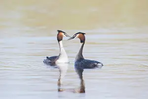 Podiceps: Great Crested Grebe display