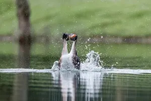 David Chapman: Great Crested Grebe - Display - UK