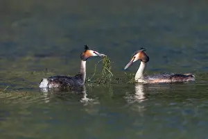 David Chapman: Great Crested Grebe - Display - UK