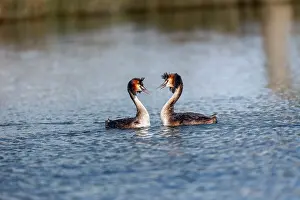 David Chapman: Great Crested Grebe - Display - UK
