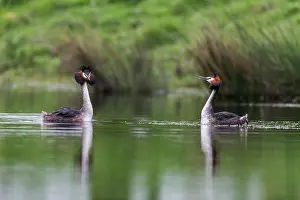David Chapman: Great Crested Grebe - Displaying - UK