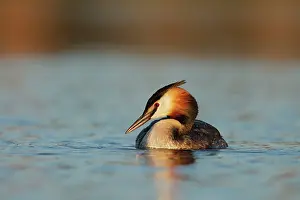 Roy Glen: Great Crested Grebe face on in soft light