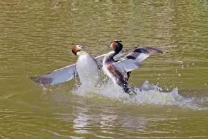 Podiceps: Great Crested Grebe - fighting Podiceps cristatus