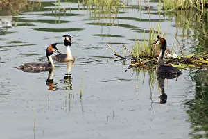 Rival: Great Crested Grebe - male bird defending nest