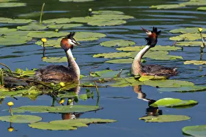 Wagging: Great Crested Grebe - male head-wagging to female