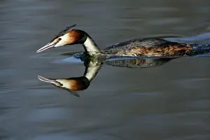 Mirrow: Great Crested Grebe - Male swimming over lake with