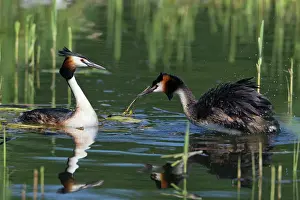 Ruffling: Great Crested Grebe - male treading water and ruffling