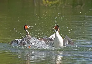 Bills: Great Crested Grebe - two male's fighting in the