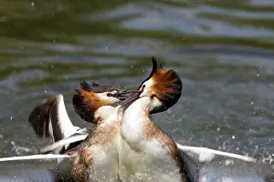 Bills: Great Crested Grebe - two male's fighting using