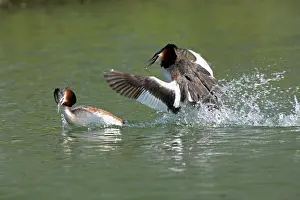 Bills: Great Crested Grebe - two males fighting using