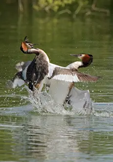 Bills: Great Crested Grebe - two male's fighting using