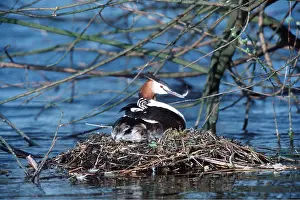 Piggyback: GREAT CRESTED GREBE - on nest