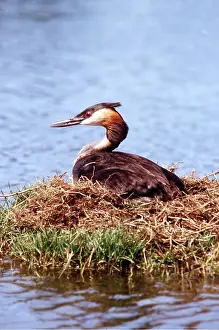 Grebes: GREAT CRESTED GREBE - on nest