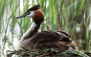 Grebes: GREAT CRESTED GREBE - in nest, close-up side view