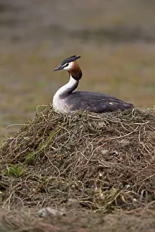 Left: Great Crested Grebe at nest left high and dry through