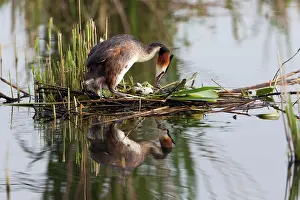 Turning: Great Crested Grebe - on nest platform turning eggs