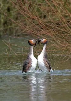 Heavily: Great Crested Grebe - at the nest uncovering it's