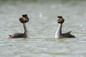 Rituals: Great Crested Grebe pair performing courtship
