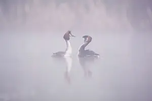 Rituals: Great Crested Grebe pair performing courtship
