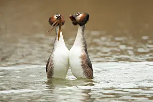 Rituals: Great Crested Grebe pair performing courtship dance