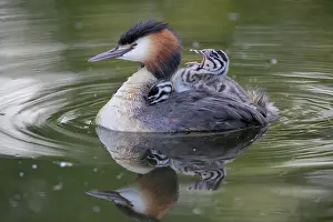 Podiceps: Great Crested Grebe (Podiceps cristatus) with 2