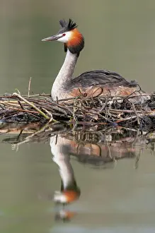 Oldenburger: Great crested grebe (Podiceps cristatus) at the