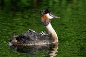 Piggyback: Great crested grebe (Podiceps cristatus), Krickenbecker