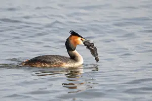 Podiceps: Great Crested Grebe (Podiceps cristatus) with a