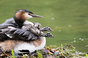 Caring: Great Crested Grebe (Podiceps cristatus) with two