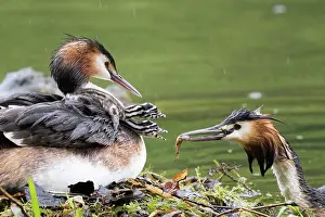 Caring: Great Crested Grebe (Podiceps cristatus) with two