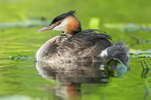Grand: Great Crested Grebe (Podiceps cristatus) with their