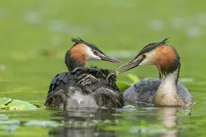 Sweet: Great Crested Grebe (Podiceps cristatus) with their