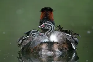 Piggyback: Great crested grebe (Podiceps cristatus), adult