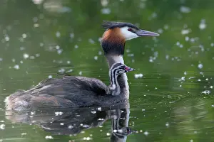Piggyback: Great crested grebe (Podiceps cristatus), adult