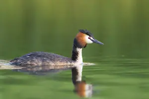 Podiceps: Great Crested Grebe (Podiceps cristatus) adult